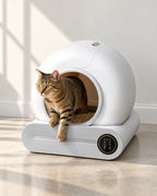 Chat tigré qui sort de la litière automatique fermée 65 L